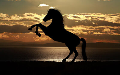 Beer for My Horses