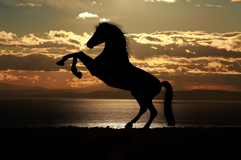 Beer for My Horses